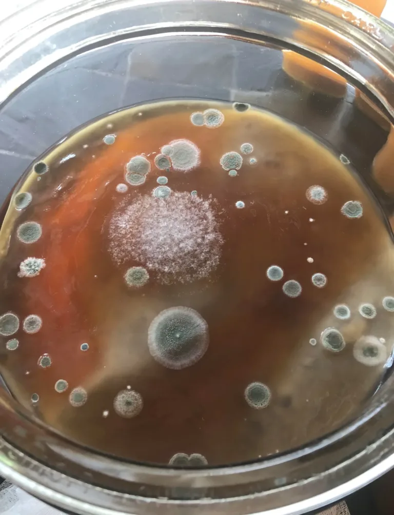 SCOBY